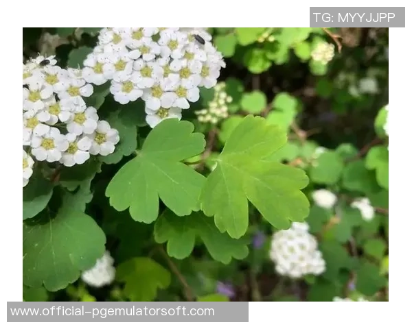 pg赏金船长卡怎么用-PG赏金船长卡使用指南-pg赏金船长卡怎么用 pg赏金船长卡怎么用-PG赏金船长卡使用指南-pg赏金船长卡怎么用